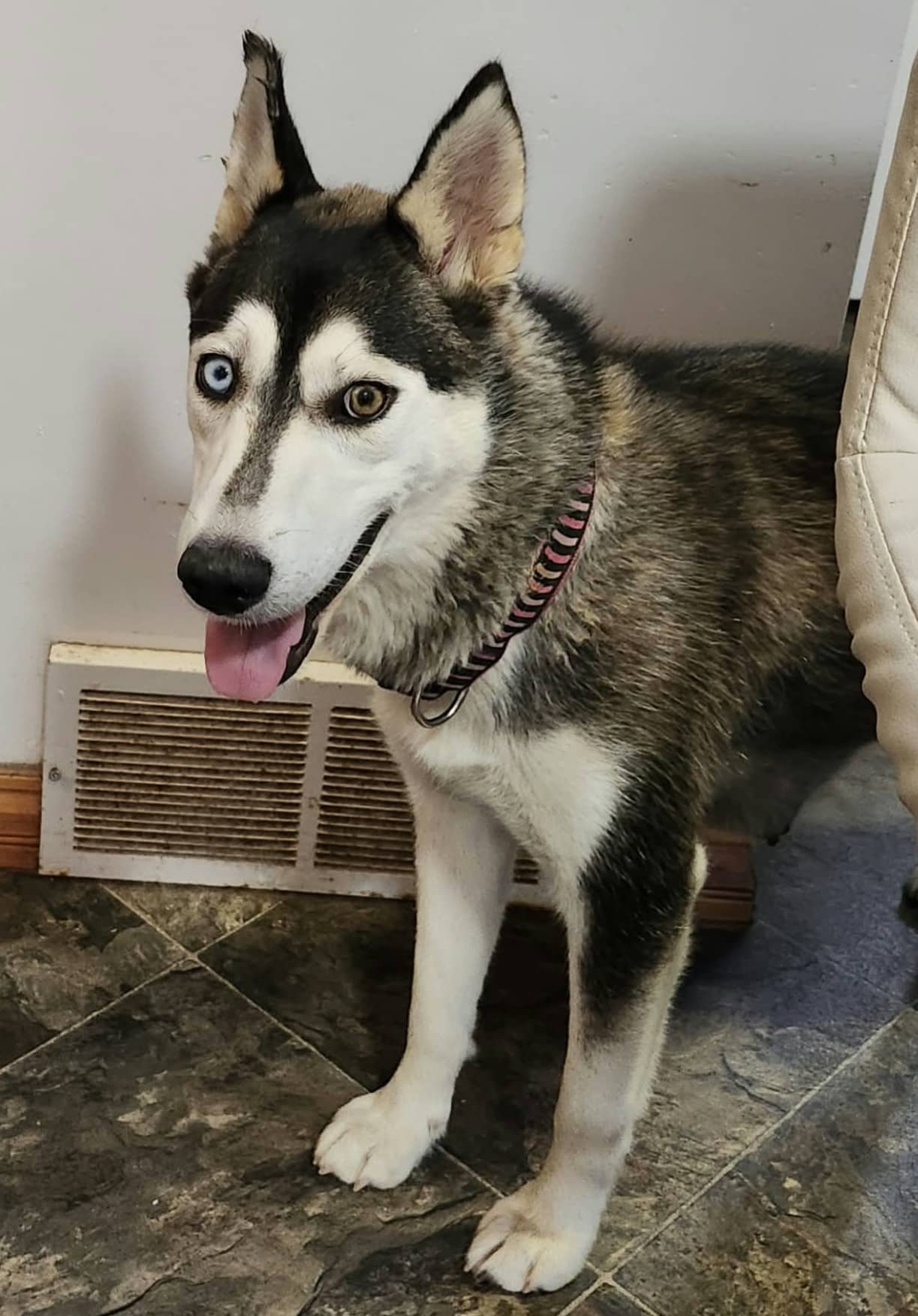 Moxii - Husky Mix available for adoption in Ontario