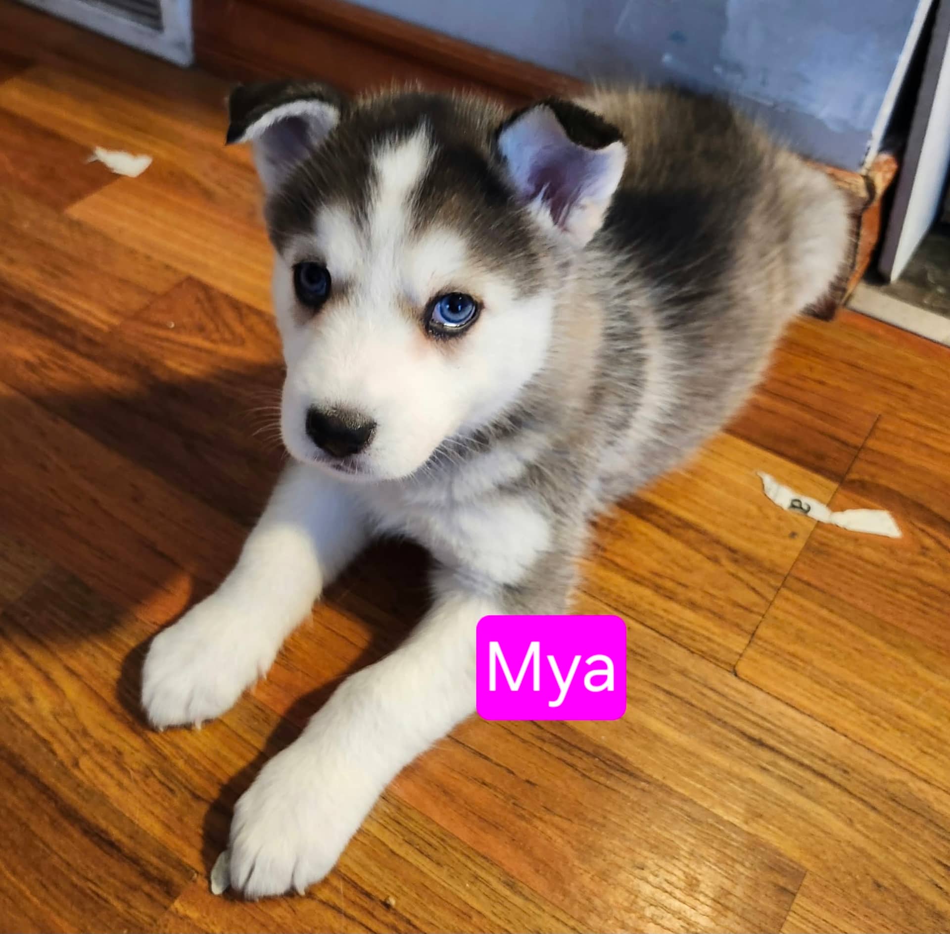 Mya - Husky Mix available for adoption in Ontario