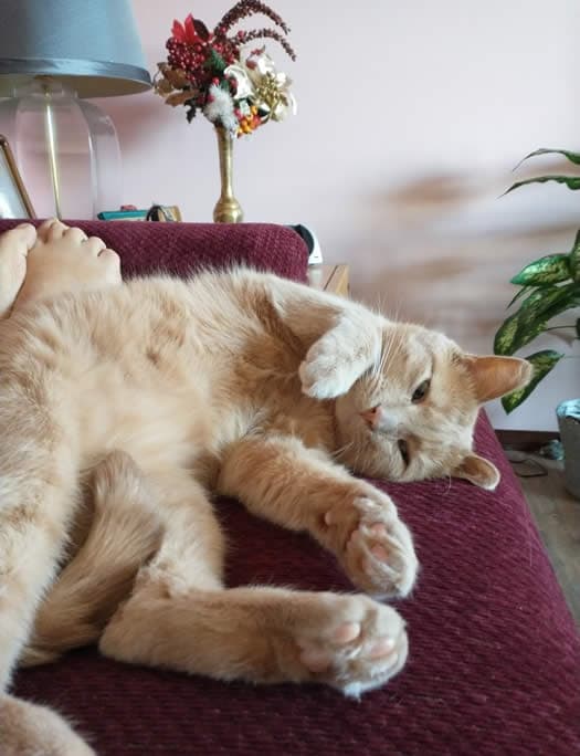 August - Domestic Shorthair cat available for adoption in Calgary
