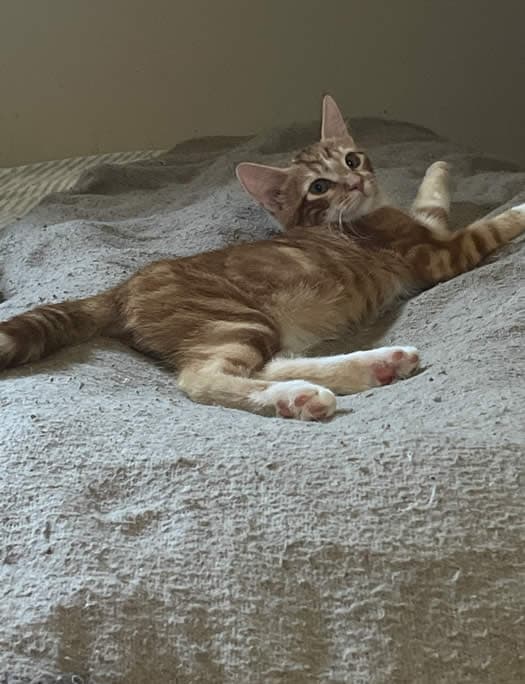 Brazil - Tabby cat available for adoption at Lethbridge PAW Society in Calgary