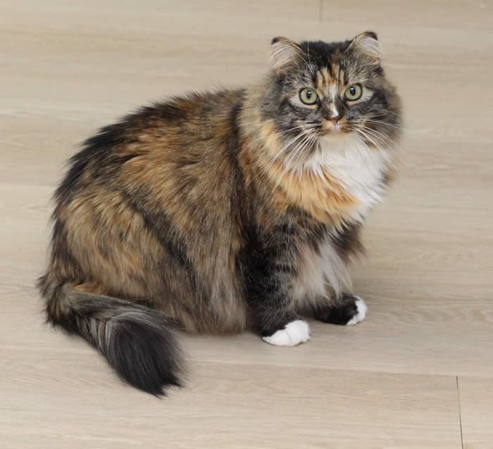 Esme - Tortoiseshell cat available for adoption at Lethbridge PAW Society in Calgary