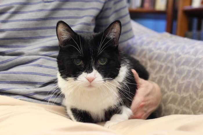 Indigo - Domestic Shorthair cat available for adoption at Lethbridge PAW Society in Calgary