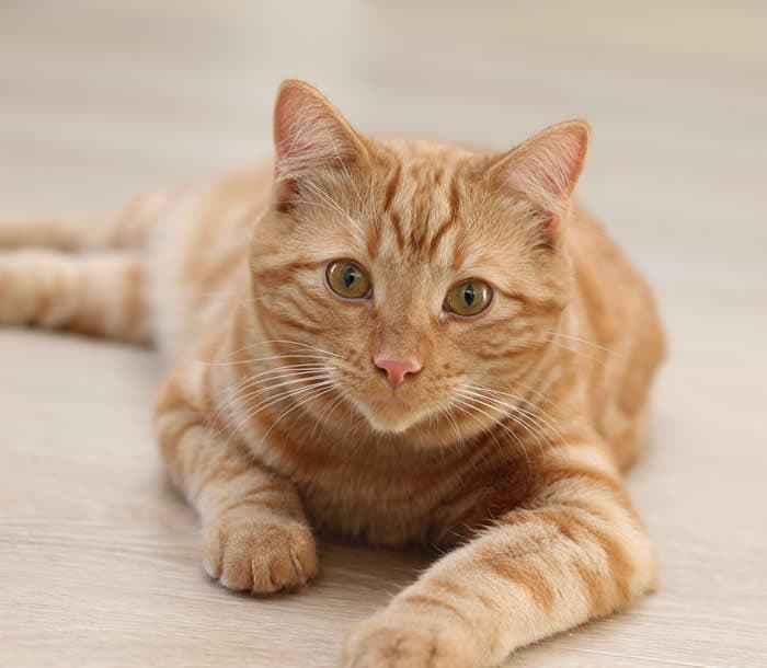 Julien - Domestic Shorthair cat available for adoption in Calgary