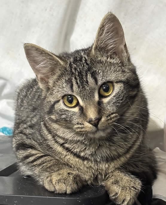 Katia - Domestic Shorthair cat available for adoption in Calgary