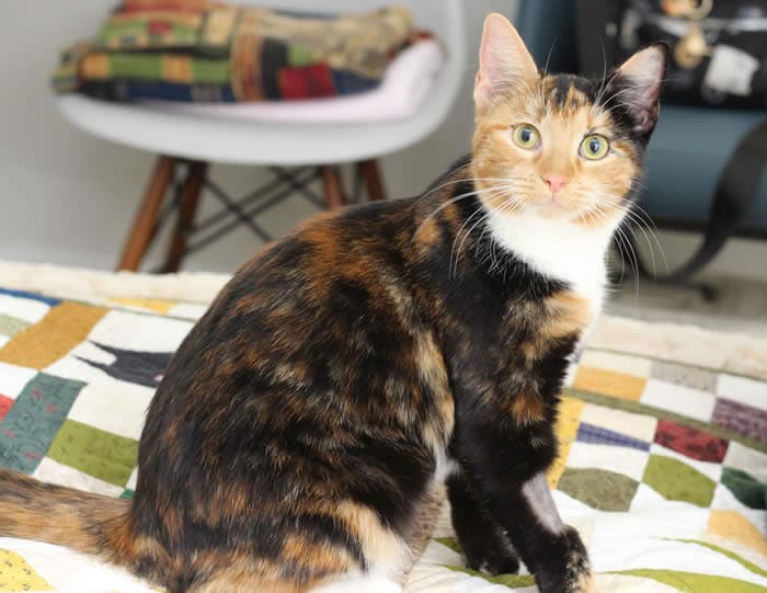 Lola - Calico cat available for adoption in Calgary