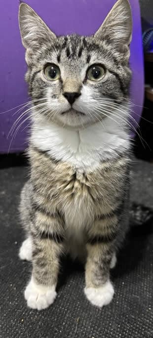 Mordecai - Domestic Shorthair cat available for adoption in Calgary