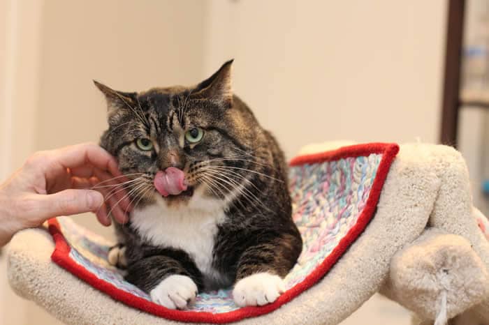 Moxy - Tabby available for adoption