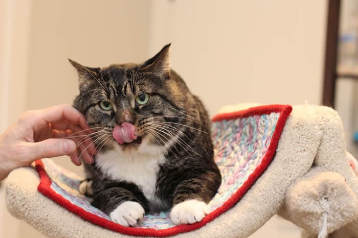 Moxy - Tabby cat available for adoption at Lethbridge PAW Society in Calgary