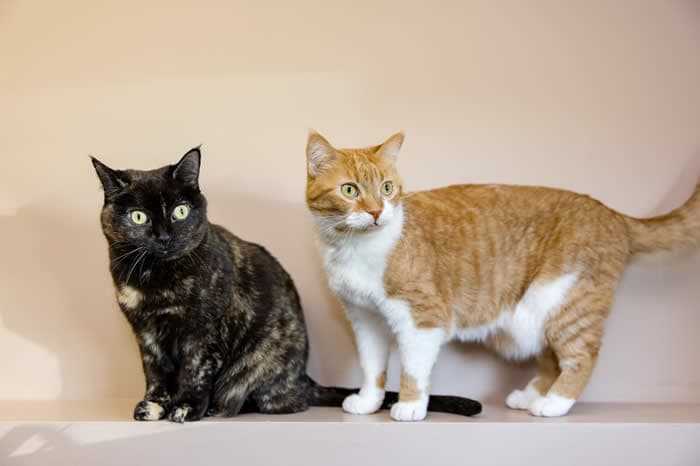 Tali(left) and Rosie(right) - Domestic Shorthair cat available for adoption at Lethbridge PAW Society in Calgary