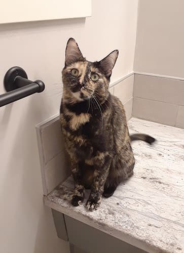 Valkyrie - Domestic Shorthair cat available for adoption at Lethbridge PAW Society in Calgary