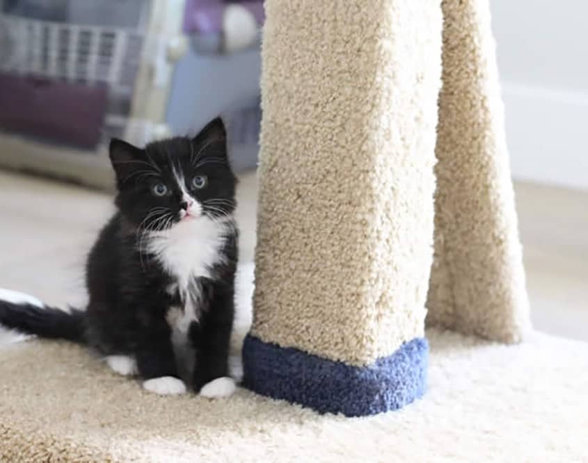 Cher - Domestic Shorthair cat available for adoption at Lethbridge PAW Society in Lethbridge