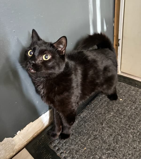 Loki - Domestic Shorthair cat available for adoption in Calgary