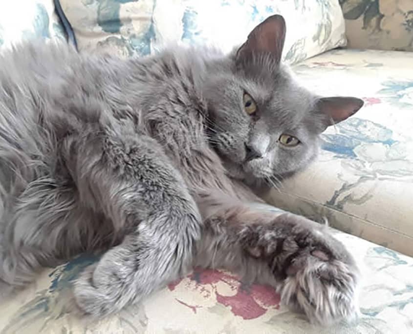 Neville - Domestic Shorthair available for adoption