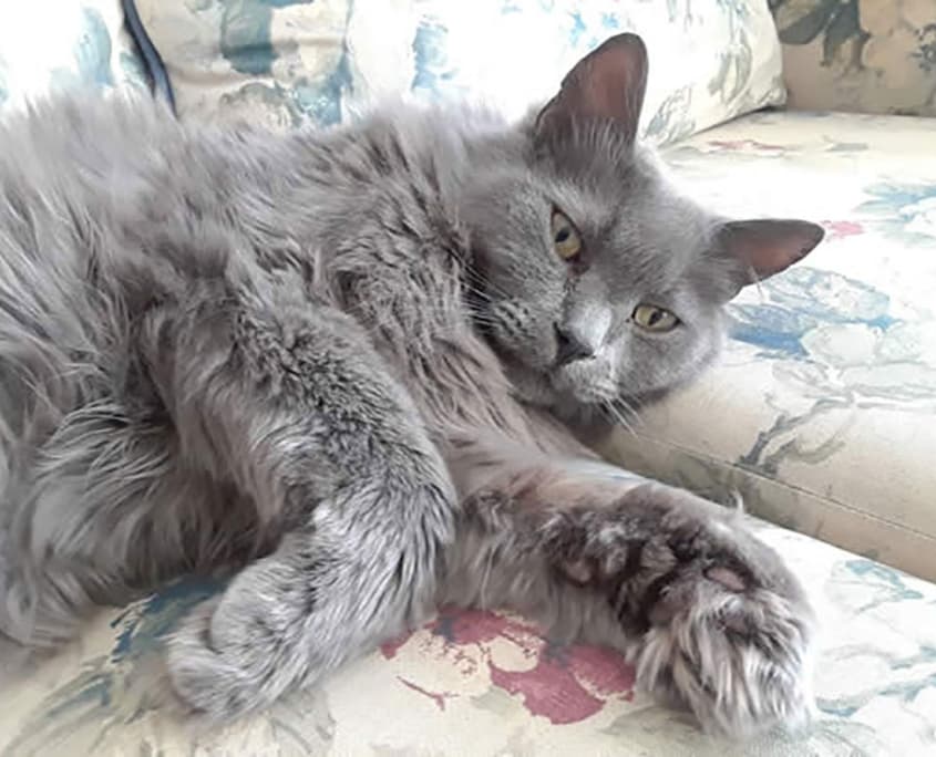 Neville - Domestic Shorthair cat available for adoption in Calgary