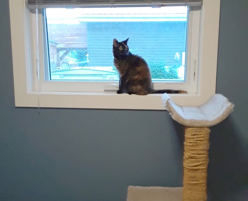 Millie - Domestic Shorthair cat available for adoption at Lethbridge PAW Society in Calgary