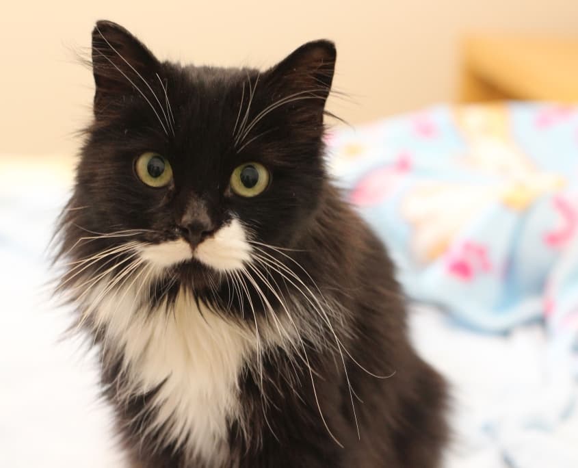 Sunny - Domestic Shorthair cat available for adoption at Lethbridge PAW Society in Calgary