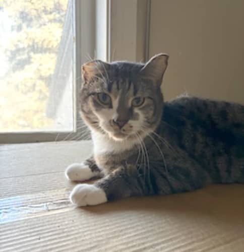 Cassie - Domestic Shorthair available for adoption