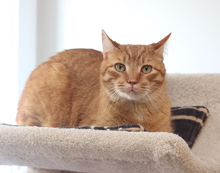 Cashew - Domestic Shorthair cat available for adoption at Lethbridge PAW Society in Calgary