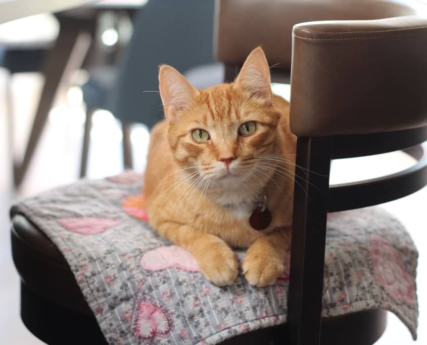 Cashew - Domestic Shorthair available for adoption