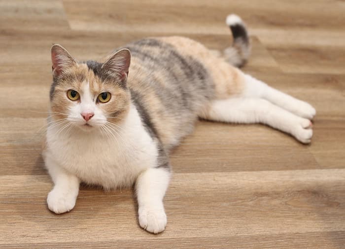 Rhapsody - Domestic Shorthair cat available for adoption at Lethbridge PAW Society in Calgary