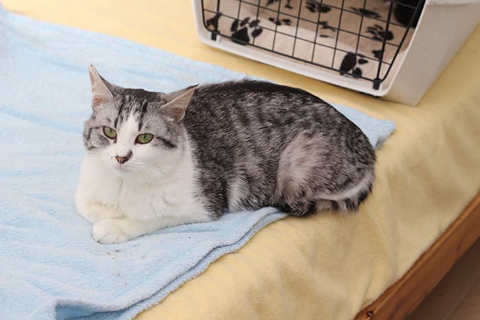 Tilly - Domestic Shorthair cat available for adoption at Lethbridge PAW Society in Calgary