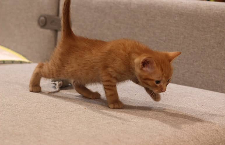 Largo - Domestic Shorthair available for adoption