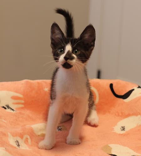 Levi - Domestic Shorthair cat available for adoption at Lethbridge PAW Society in Calgary