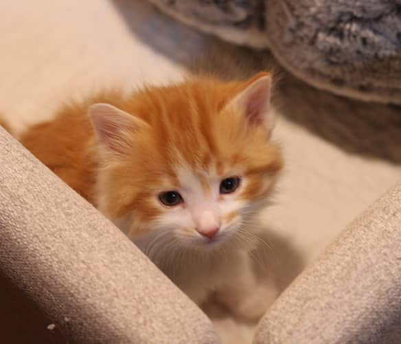 Presto - Domestic Shorthair available for adoption