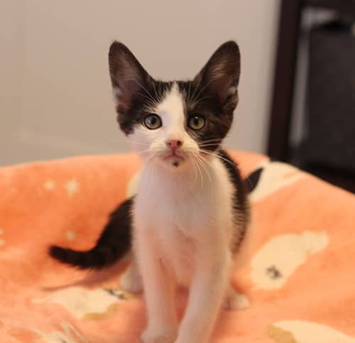 Riley - Domestic Shorthair available for adoption