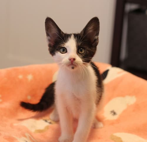 Riley - Domestic Shorthair cat available for adoption at Lethbridge PAW Society in Calgary