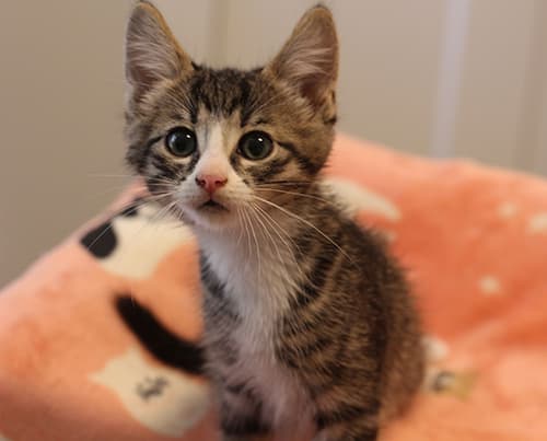 Taron - Domestic Shorthair cat available for adoption at Lethbridge PAW Society in Calgary