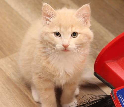 Andante - Domestic Mediumhair available for adoption