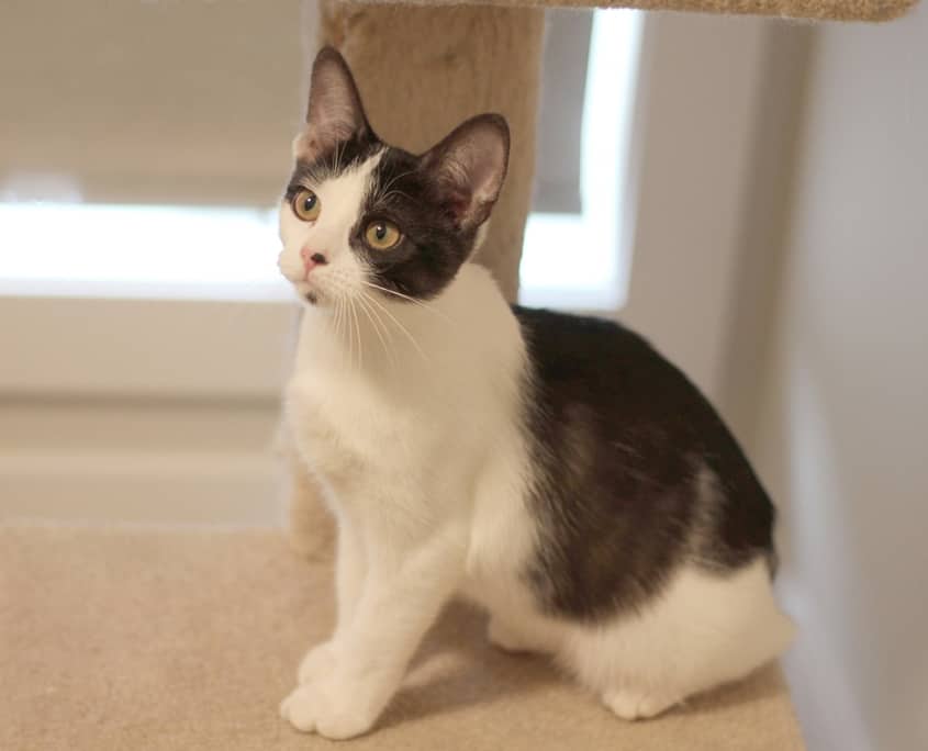 Riley - Domestic Shorthair cat available for adoption at Lethbridge PAW Society in Lethbridge