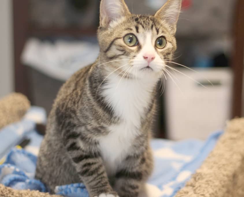 Taron - Domestic Shorthair cat available for adoption in Alberta