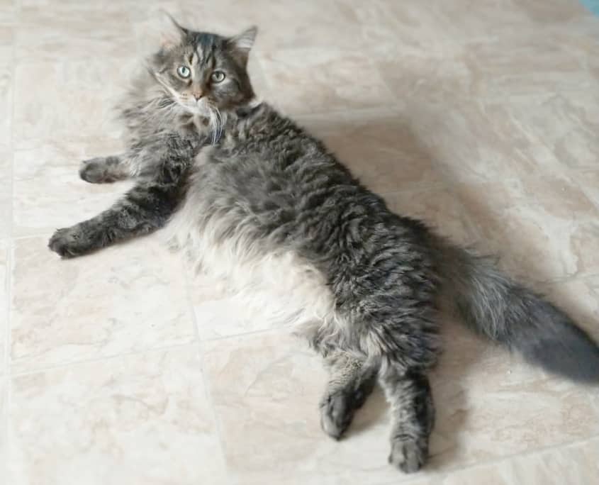 Hobbes and Bandit - Domestic Shorthair cat available for adoption at Lethbridge PAW Society in Lethbridge