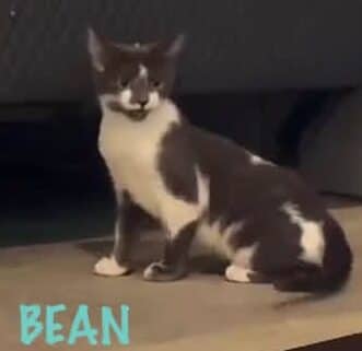 Bean - Short Hair Domestics cat available for adoption at Penny's All Breed Animal Rescue in Winnipeg
