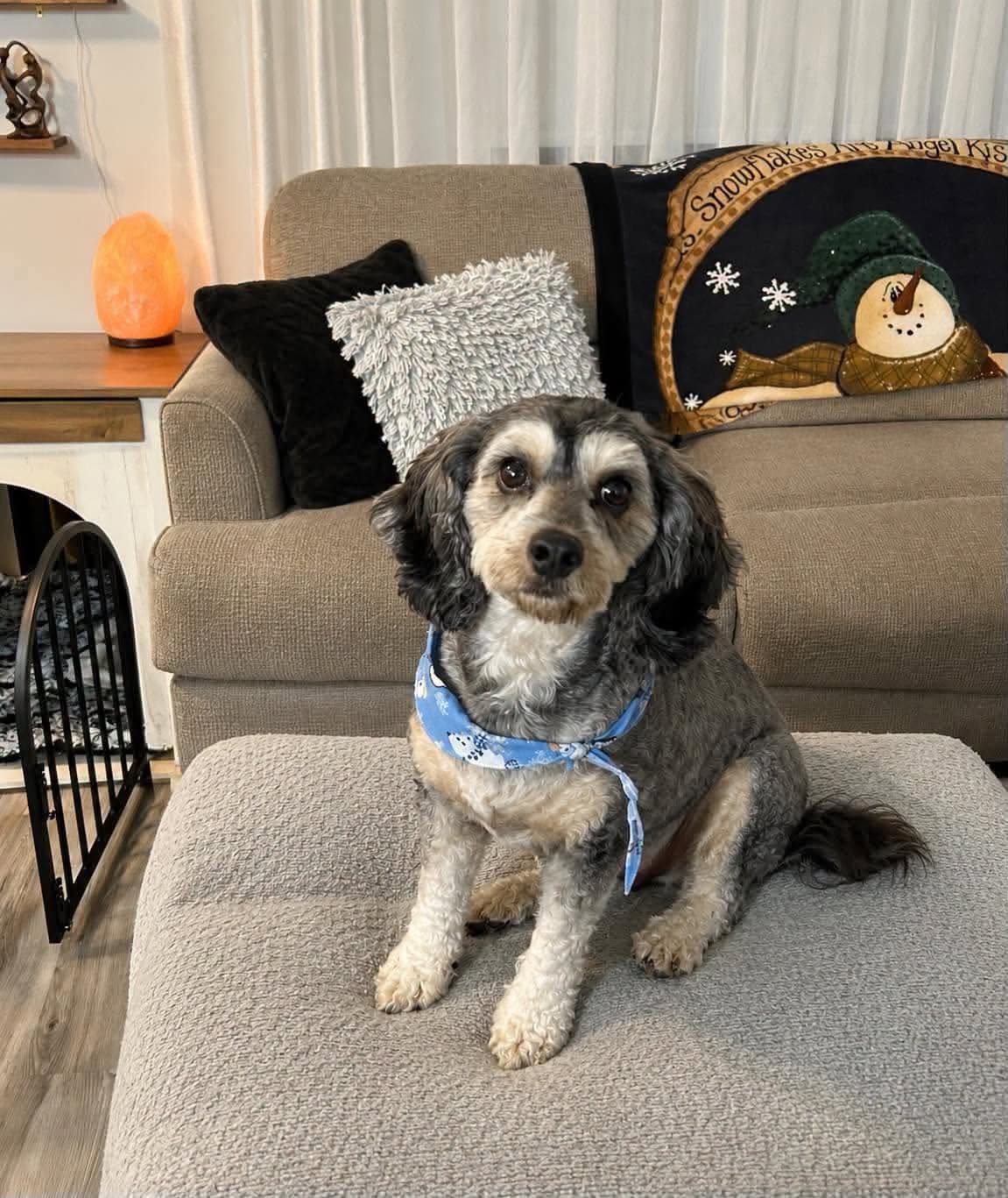 Benny - poodle/Cavalier available for adoption at Penny's All Breed Animal Rescue in Winnipeg