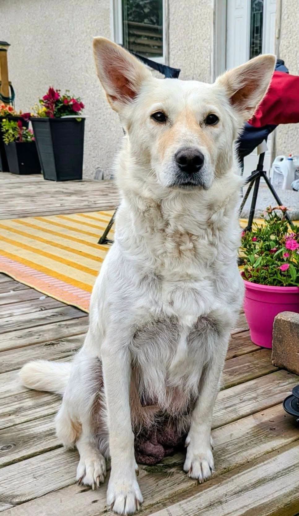 Cassie - Husky mix available for adoption