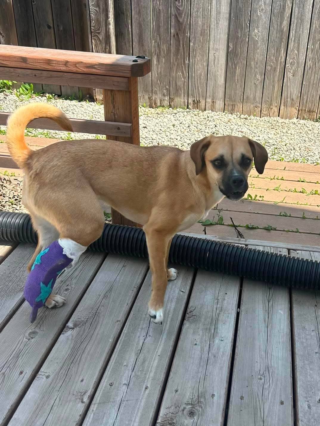 Jersey - Puggle available for adoption
