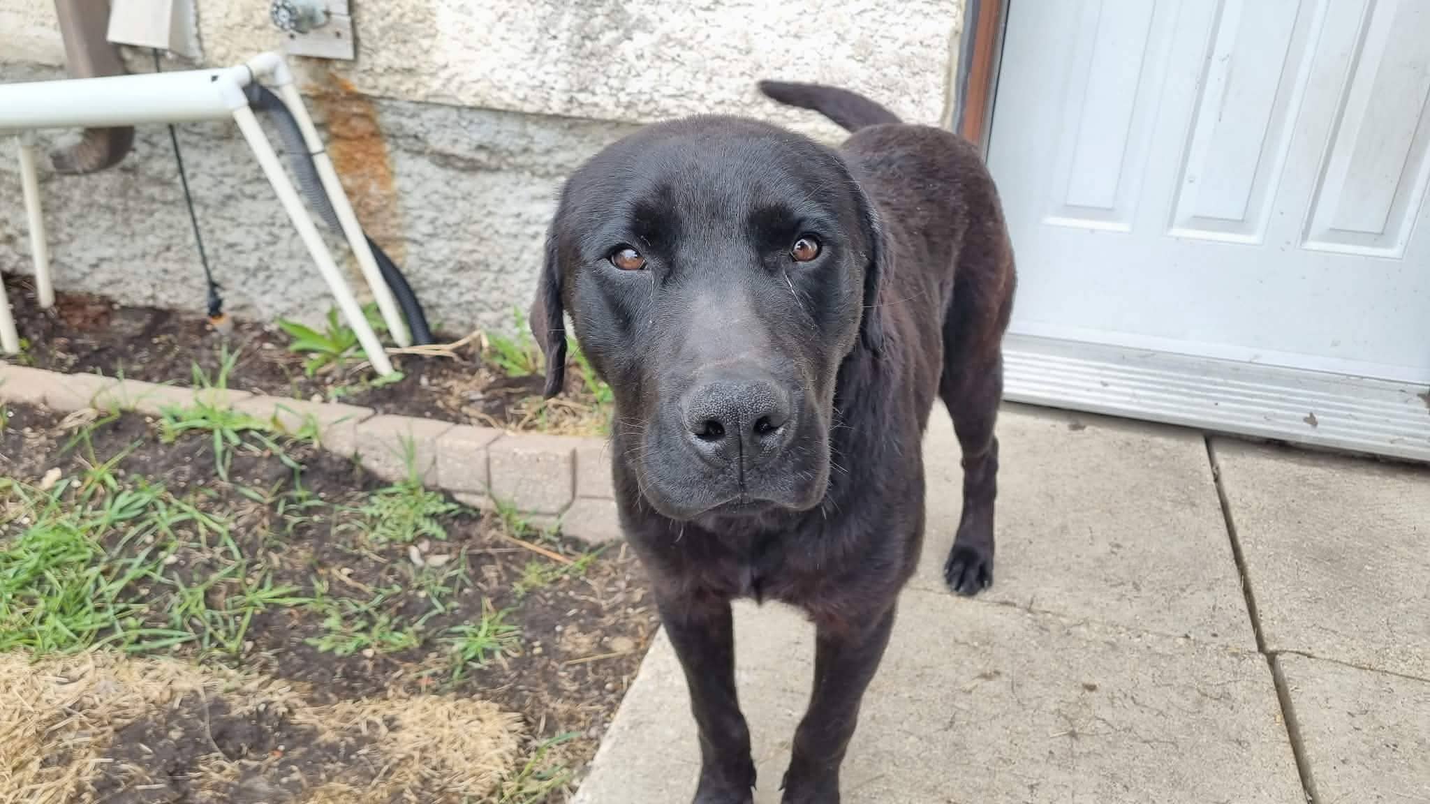 Rex - Lab mix available for adoption