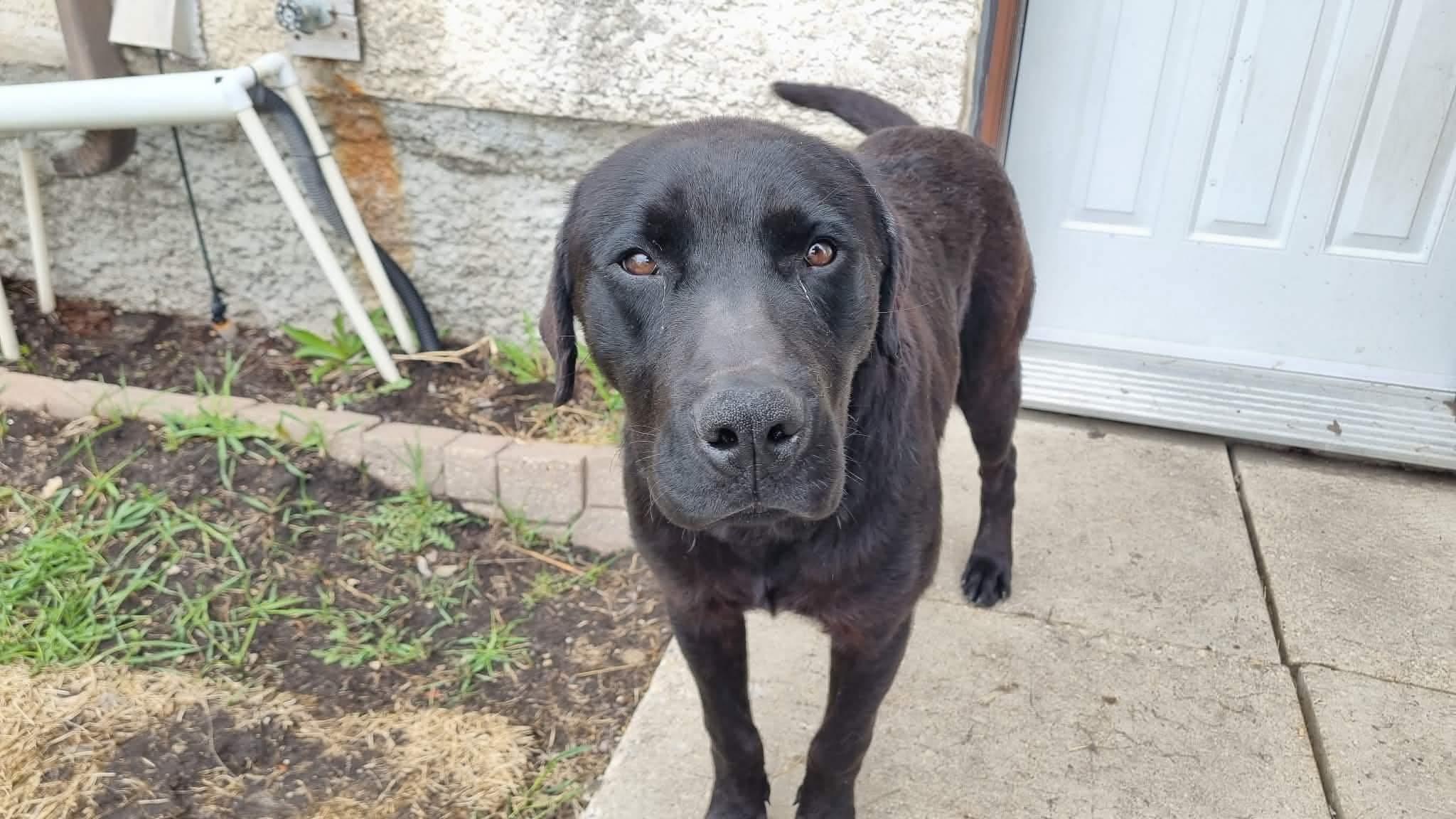 Rex - Lab mix available for adoption