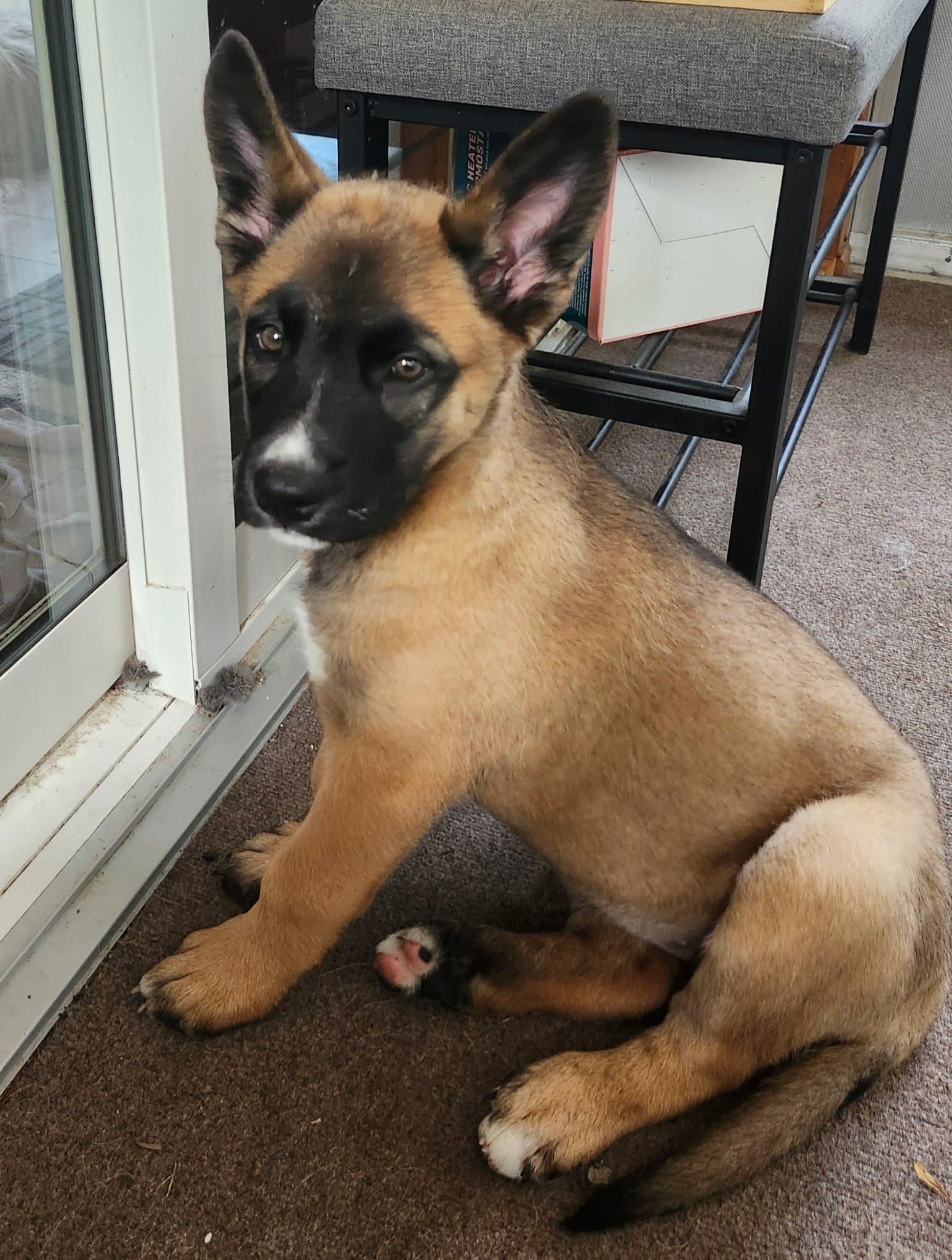 Maddie - Shepherd x available for adoption at Winnipeg Pet Rescue Shelter in Winnipeg
