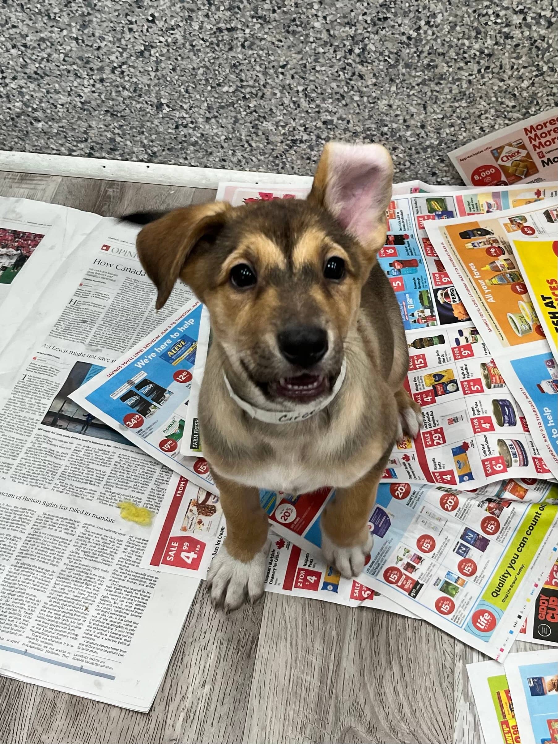 Circe - Shepherd x available for adoption in Manitoba