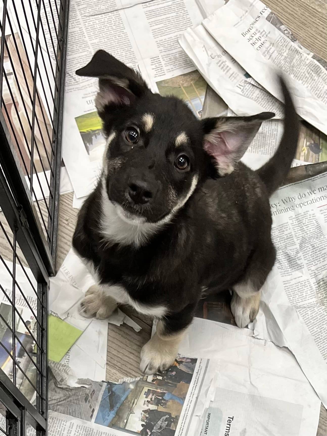 Gina - Shepherd x available for adoption in Manitoba