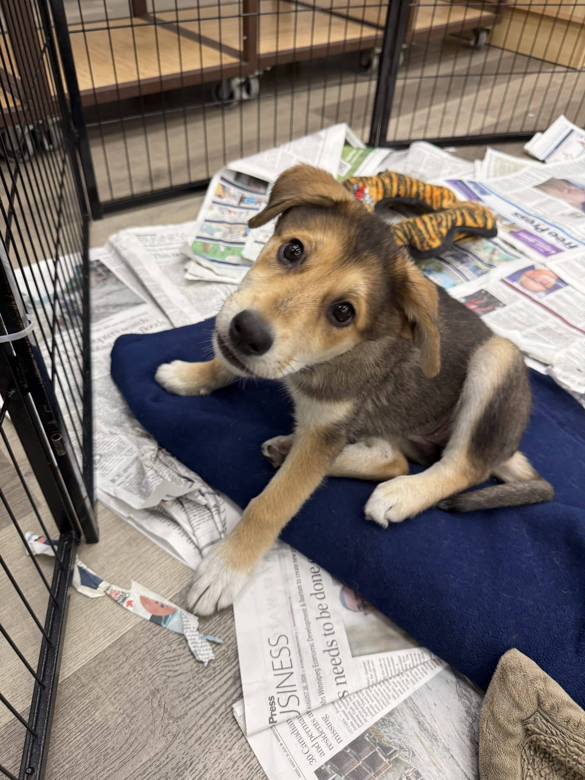 Roxy - Shepherd x available for adoption in Manitoba