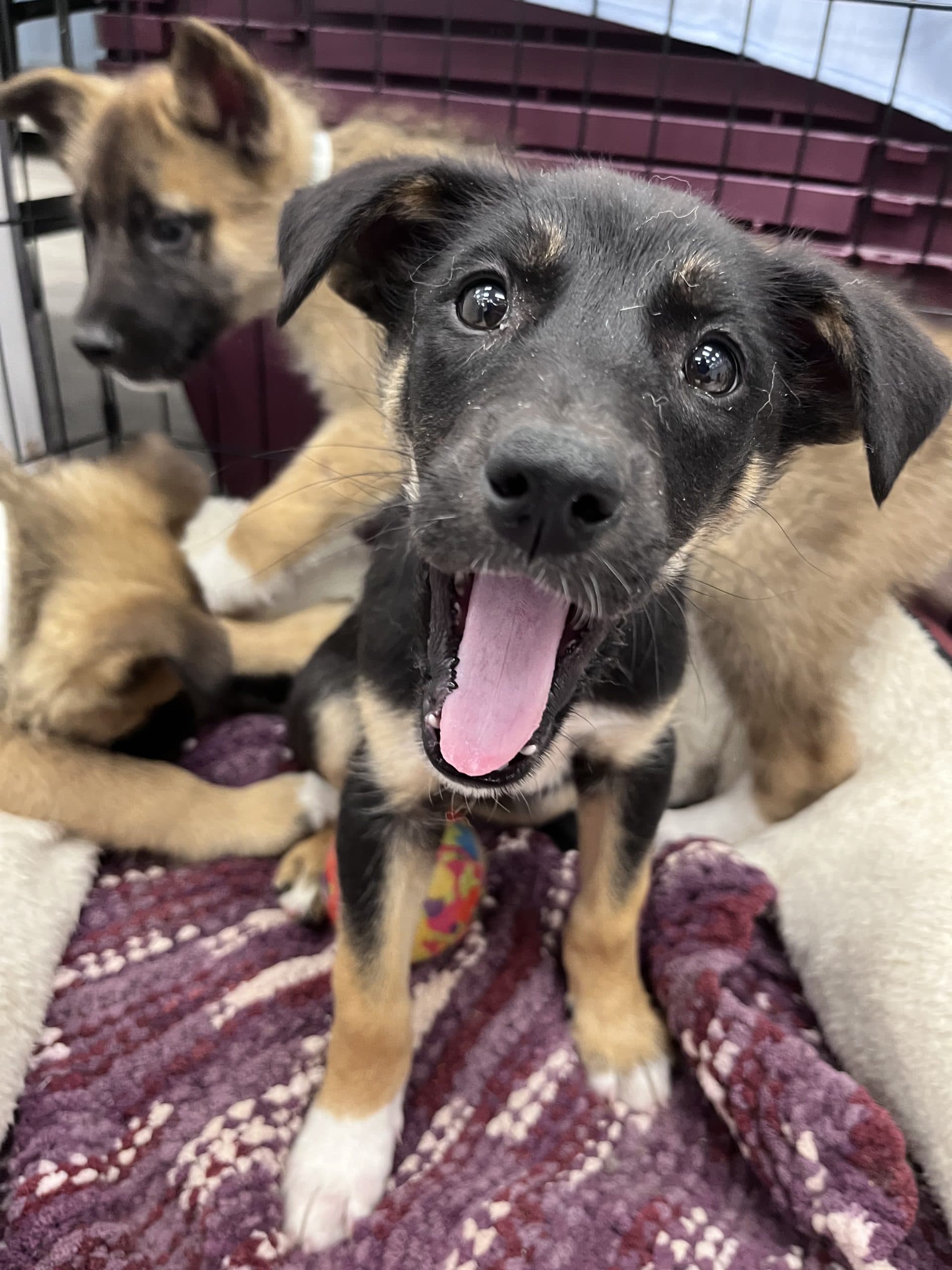 Allie - Shepherd x available for adoption at Winnipeg Pet Rescue Shelter in Winnipeg