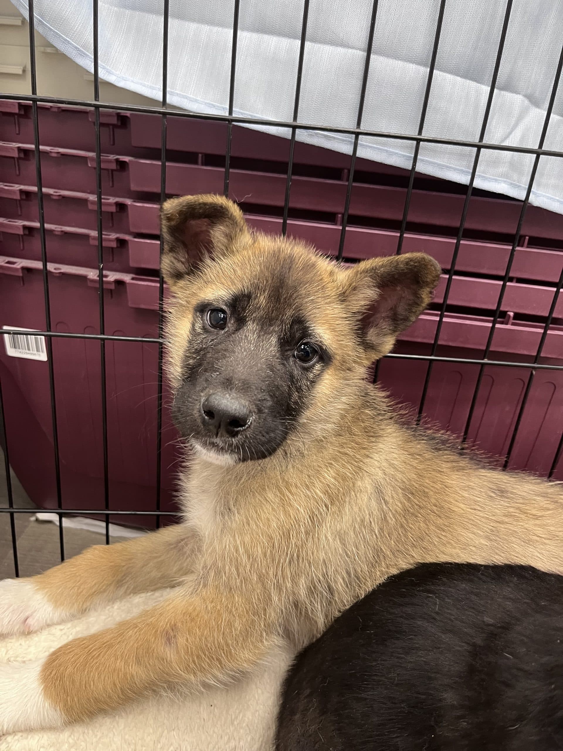 Garrett - Shepherd x available for adoption at Winnipeg Pet Rescue Shelter in Winnipeg