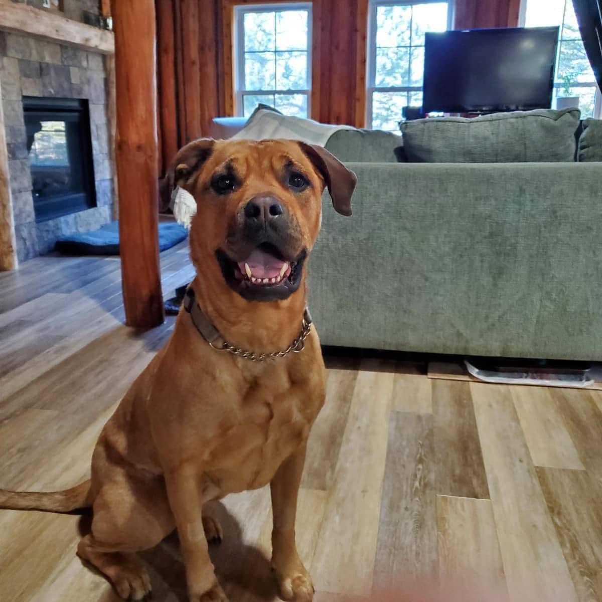 Harley - Mastiff Mix available for adoption in Calgary