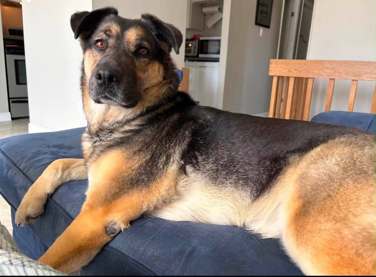 Nova - Mixed breed available for adoption in Calgary