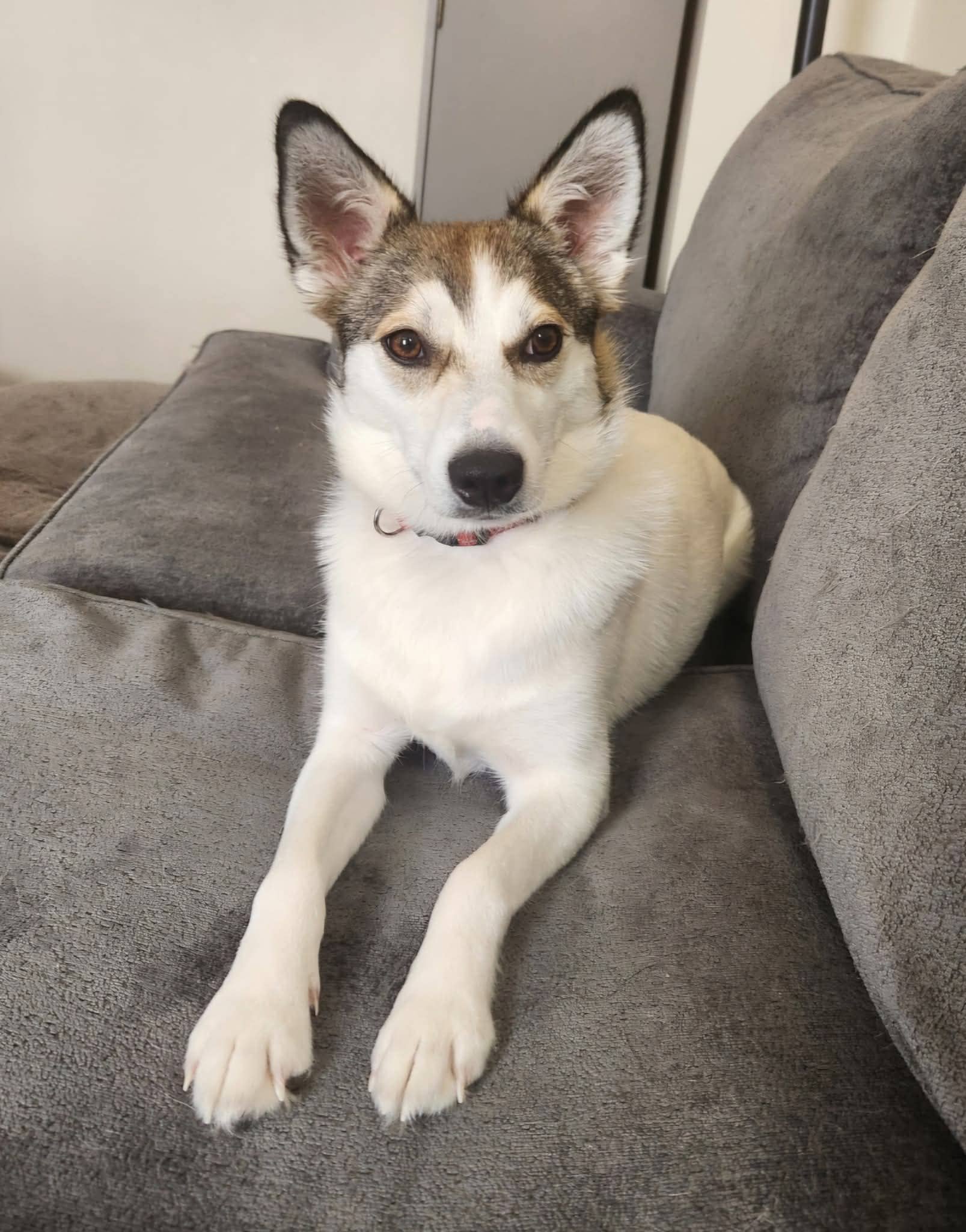 Livy - Mixed breed available for adoption in Calgary